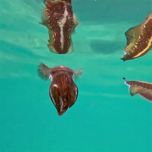 When Two Cuttlefish Chill and the Ocean Becomes a Mirror ✨