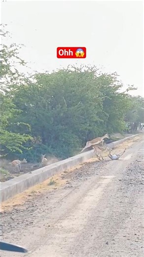 The World's Fastest Antelope? Blackbuck Facts!