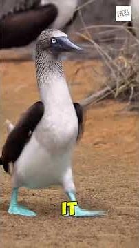 5 animals with weird walking patterns. #viral #fyp