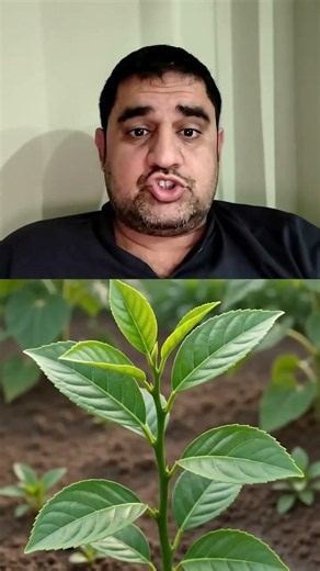 Lemon Grow from Seed to Fruit | Complete Science Explained Step by Step 🍋🌱 #seeddevelopment #seed