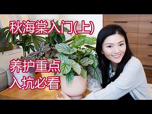 绿植进阶教程系列 01 | 秋海棠入门(上) | 种类介绍 日常养护 | 敲黑板划重点 | 入门款推荐 买前必看 | 今年最火的网红植物你入坑了吗? | Begonia Care Guide