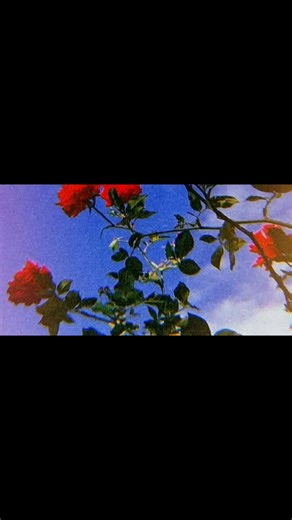 Historia de un Amor: Parte 13 de Pedro Infante