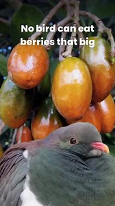 guzzle guzzle #animalseatingfruit | animals eating fruit