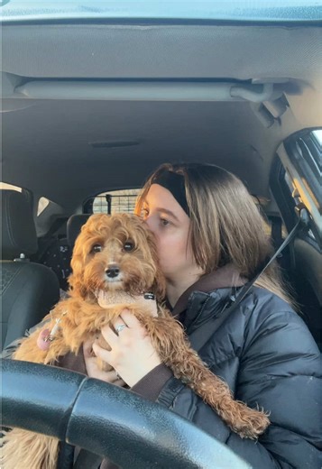 Why Keeping Dogs on a Lead is Essential for Safety