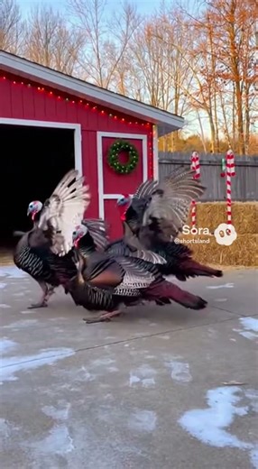 Christmas dance by turkies | Animal dancing