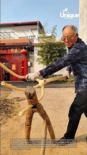 Traditional rice threshing: a rustic farming technique