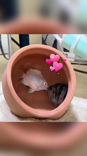 Pasang Ikan Hias dalam Akuarium Romantis