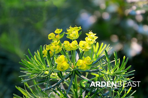 Cypress Spurge Guide: How to Grow &a Care for “Euphorbia Cyparissias”