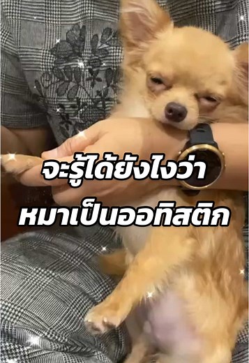 Understanding Autism in Dogs: Signs and Care Tips