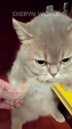 The Cutest Angry Cat Face Ever 😾💕#cat #grumpy #angrycat #viral