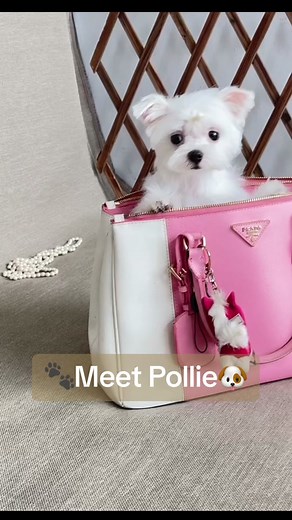 Meet Pollie: The Cutest Micro Teacup Maltese Looking for a Forever Home