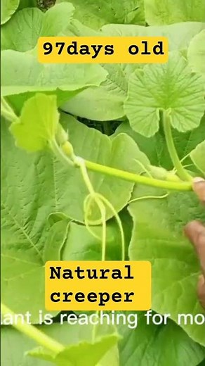 Why pumpkin plant climb this far#gardening #gardening #creeperplants #shortfeed