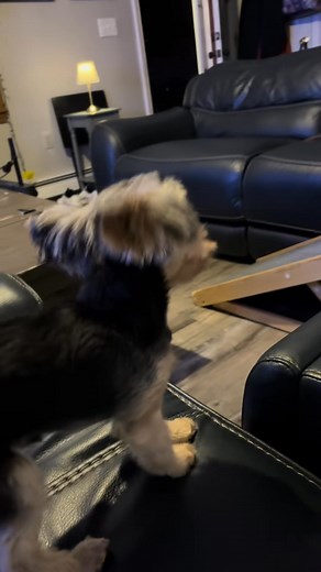 3 pounds of attitude 🙄 #yorkie #dogsoftiktok | Nexus Yorkie Lover’s