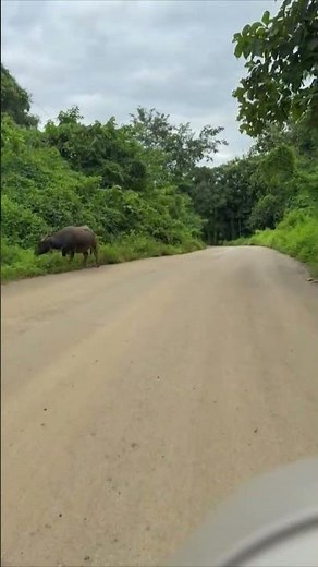 クアンシーの滝への道 #travel #旅行 #ラオス #ルアンパバーン