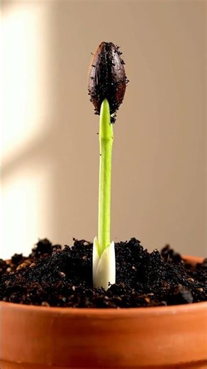 Growing Guava Tree From Seed Time Lapse – 107 Days