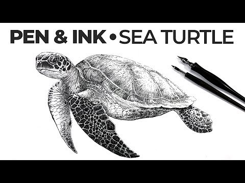 Pen and Ink Drawing - "Sea Turtle"