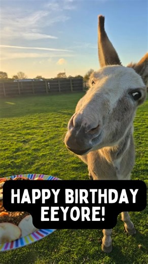 We are so grateful we got to celebrate another year of Eeyore 🖤 | PACT Animal Sanctuary