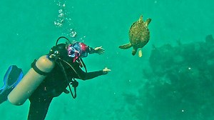 Friendly sea turtle captures divers' hearts in Mexico