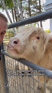 Treat time!!! #fluffyfeatherfarm #fluffycow #fluffyfriends #friends #treats #highlandcow | Fluffy Feather Farm