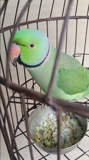 Parrot Shows Off Insane Speech Skills