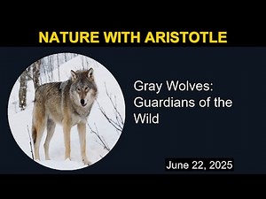 Gray Wolves: Guardians of the Wild | Nature with Aristotle