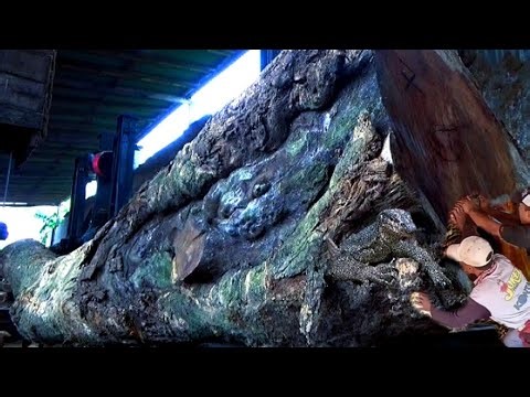 shocking discovery!! while chopping teak wood strange lizard