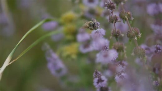What started as a passion project for founder Sarah Red-Laird, has grown into a self-described “grassroots nonprofit centered on bee habitat conservation through research, regeneration, art and education.” Learn more about Sarah and her work in this #CelebratingBeekeeping video and on our blog: https://buff.ly/Tej0LQv | National Honey Board