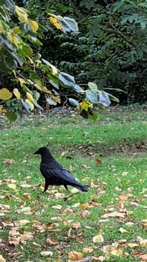 Black Crow under a tree. #crow #birds #nature