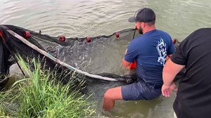 Seining catfish… fish stocking is in full swing! Contact Austin 309-693-3255 or your local county SWCD fall fish sale if you’d like to get some bonus fish for your pond! We will be stocking all over the state every day from now till Thanksgiving… | Herman Brothers Fisheries, Realty, and Excavation