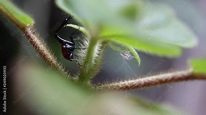 Giraffe weevil (Trachelophorus giraffa) climbs the leaf. Endemic bug of the island Madagascar