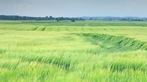 Amazing Nature Grassy Land Background Stock Footage Video (100% Royalty-free) 1059301643 | Shutterstock