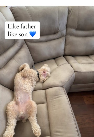 WrightfromScratch (@wrightfromscratch)’s videos with Little Life - Robert Gromotka