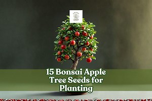 15 Bonsai Apple Tree Seeds for Planting | Malus Domestica | Mini Fruit | Container & Indoor Growing - Etsy