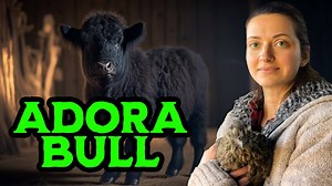 How a Farmer Introduced His Wife to a Baby Bull