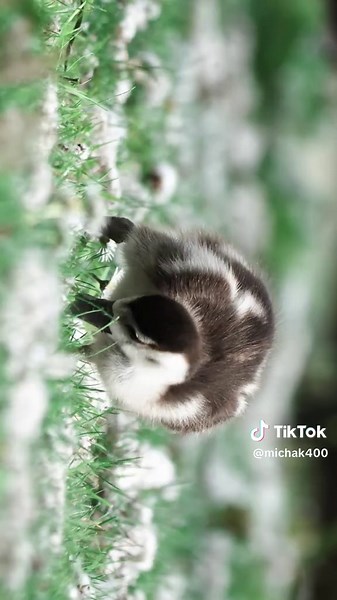 In this delightful short video, we get a glimpse of an incredibly cute Nile goose gosling exploring its surroundings. The little gosling, with its fluffy down feathers and tiny webbed feet, waddles around curiously, capturing the hearts of anyone who watches. The video starts with the gosling pecking at the ground, likely searching for food or simply investigating the world around it. Its bright, inquisitive eyes and gentle chirping sounds add to its charm. As it moves, you can see the delicate 