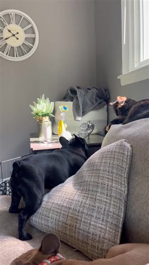 Frenchie VS Cat 🐈 | French Bulldog World