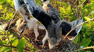 223K views · 3.8K reactions | Birds Decoration Their Wings On The Nest 殺殺殺 | Border Birds | Facebook