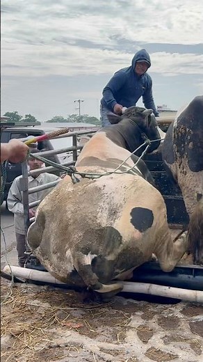 Impatient unloading of cattle from truck