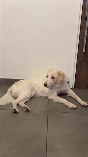 Sans Ango écoute la@Musique