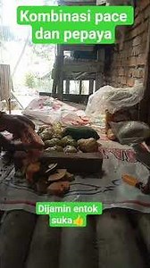 pace dan pepaya sebagai pakan tambahan untuk entok #videoshort