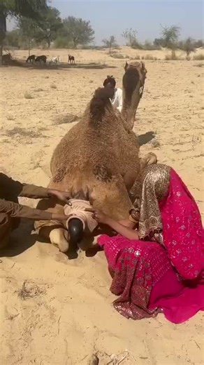 Amazing Water Tubing with a Camel