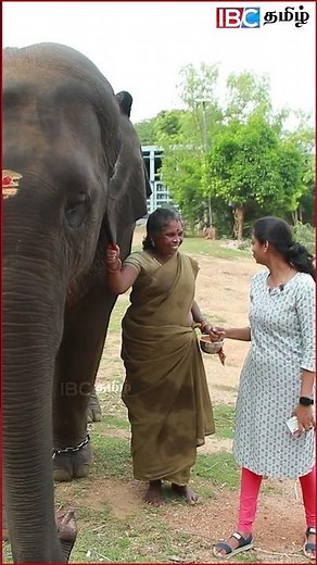 பராமரிப்பாளரை கொஞ்சும் யானை! #elephant #vandalur #vandalurzoo #ibctamil