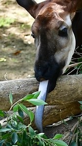 With a tongue that measures up to 18 inches in length, the okapi is perfect for #TongueOutTuesday. Their long, dark, prehensile tongue is used to strip branches of leaves to eat and for grooming. In fact, the #Okapi can use its tongue to clean its own eyelids! How’s that for a multi-purpose tool? | Los Angeles Zoo