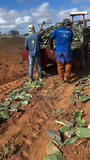 How do cactus grow in soil?