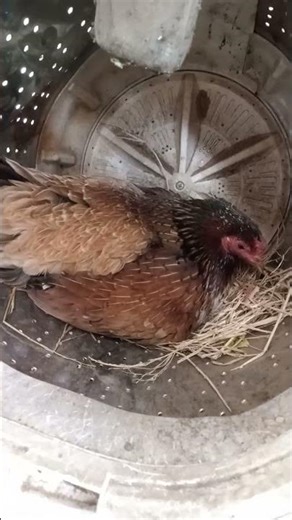 The noble duty of the mother hen machine #freevideo #shorts #nocopyright #copyrightfree #videos