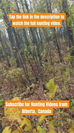 ASMR - Archery Still Hunting in a Forest for Moose & Deer | Alberta, Canada #shorts #Hunting