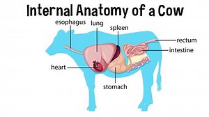 Animated Internal Anatomy Cow Stock Footage Video (100% Royalty-free) 1085468612 | Shutterstock