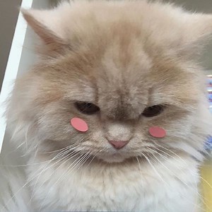 dilys Schedule - Twitch