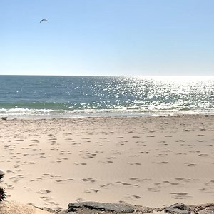 O Christmas Tree, O Christmas Tree, how lovely are Cape beaches 🎄 #redjacketresorts | Red Jacket Resorts