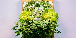 Grow organic produce in your living room with a vertical farm